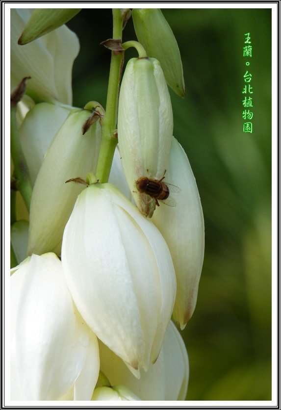 龍舌蘭科-王蘭14