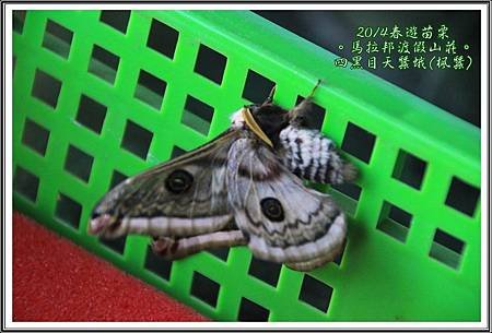 2014春遊苗栗D2026