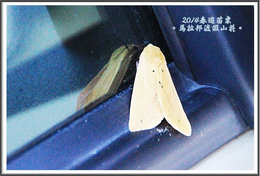 2014春遊苗栗D2031