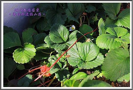 2014春遊苗栗D2039