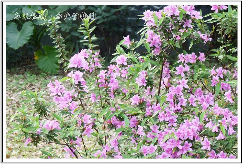 杜鵑花科-烏來杜鵑11