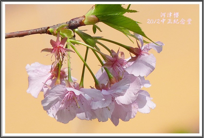2012河津櫻05