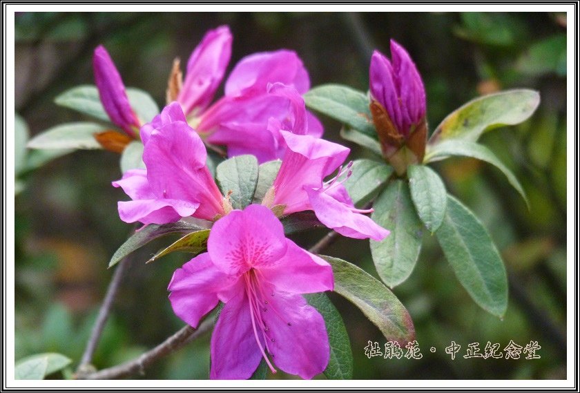 2014杜鵑花隨拍34
