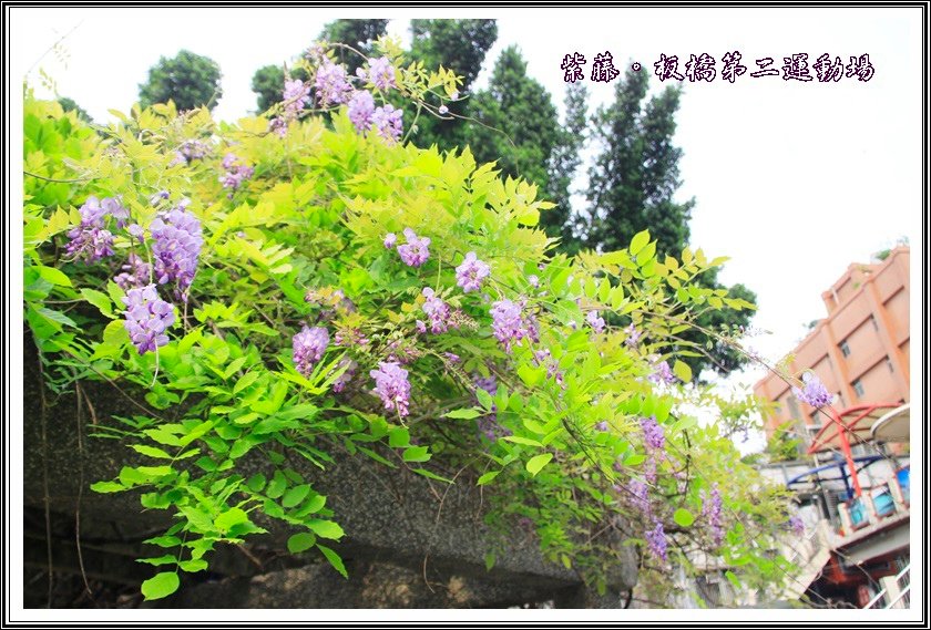 2014紫藤07