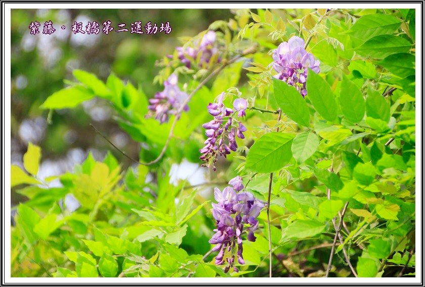 2014紫藤09