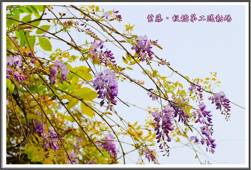2014紫藤24