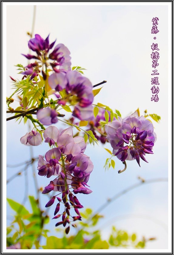 2014紫藤25