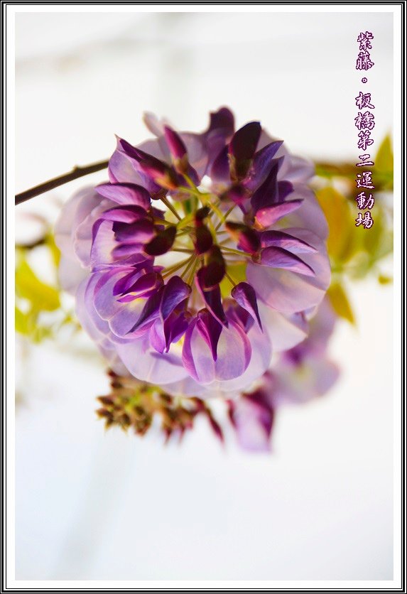 2014紫藤26