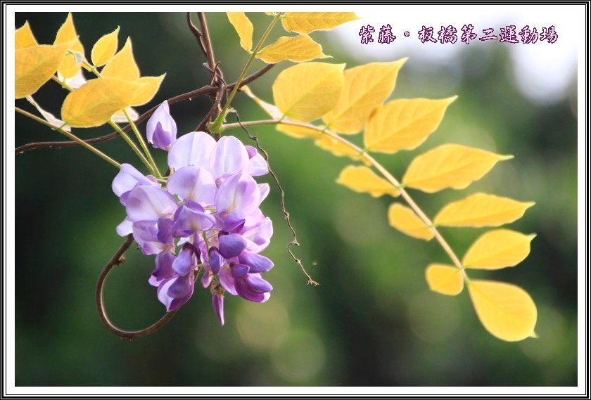 2014紫藤30