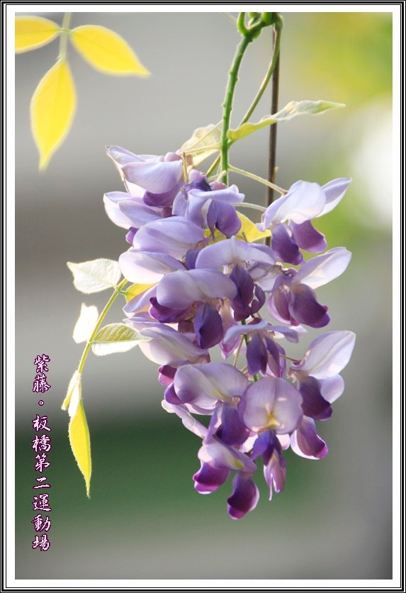 2014紫藤33