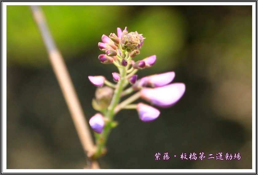 2014紫藤35
