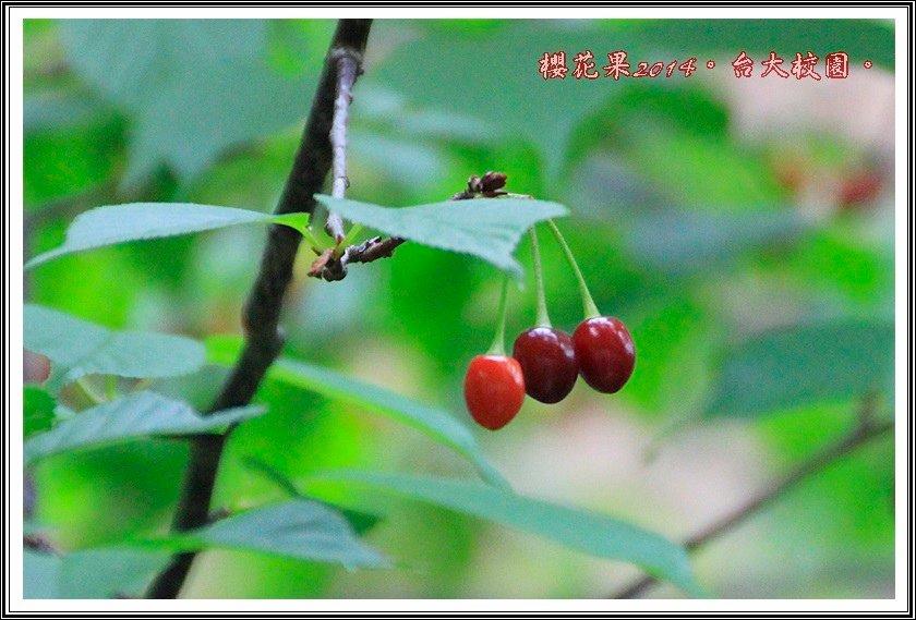 山櫻花果實01