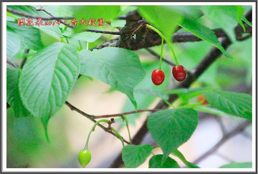 山櫻花果實02