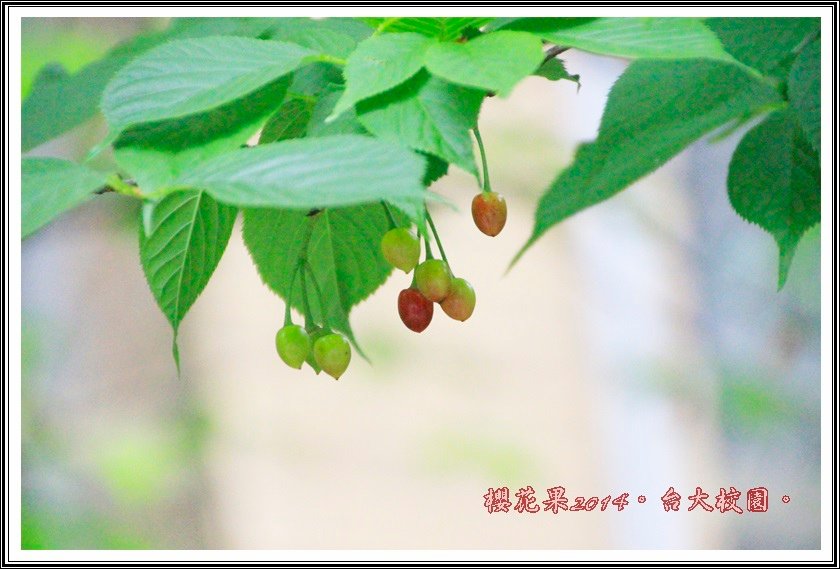 山櫻花果實03