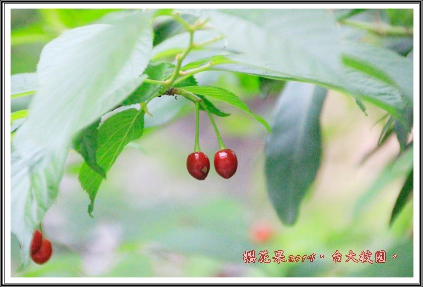 山櫻花果實04