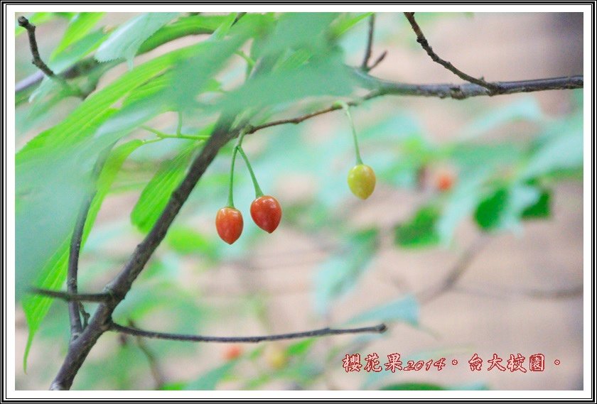 山櫻花果實06