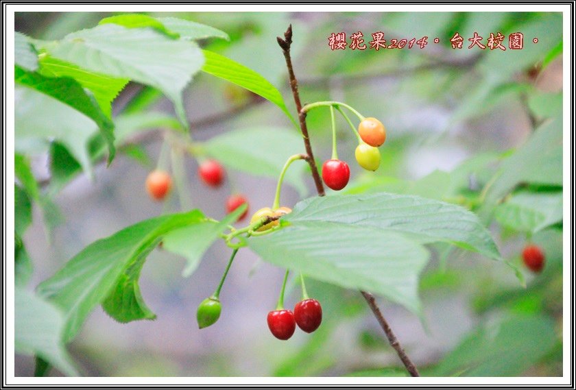 山櫻花果實05
