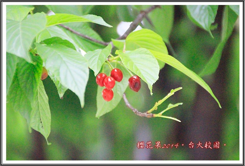 山櫻花果實07