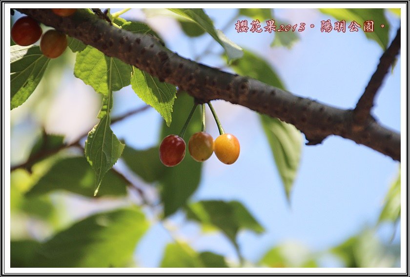 山櫻花果實11