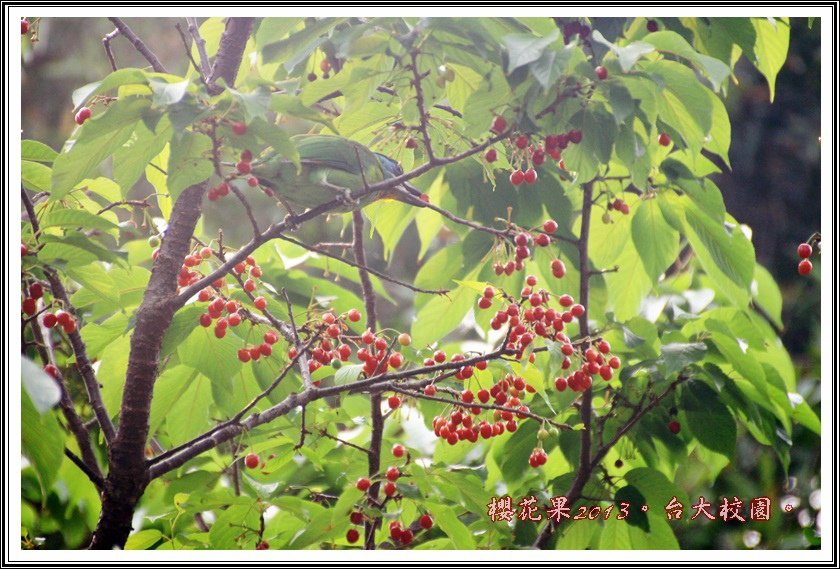 山櫻花果實13