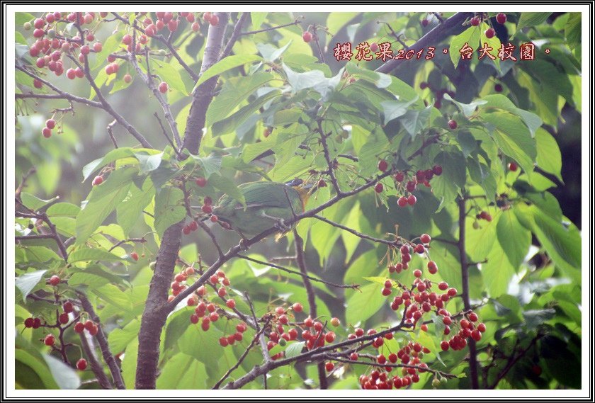 山櫻花果實14