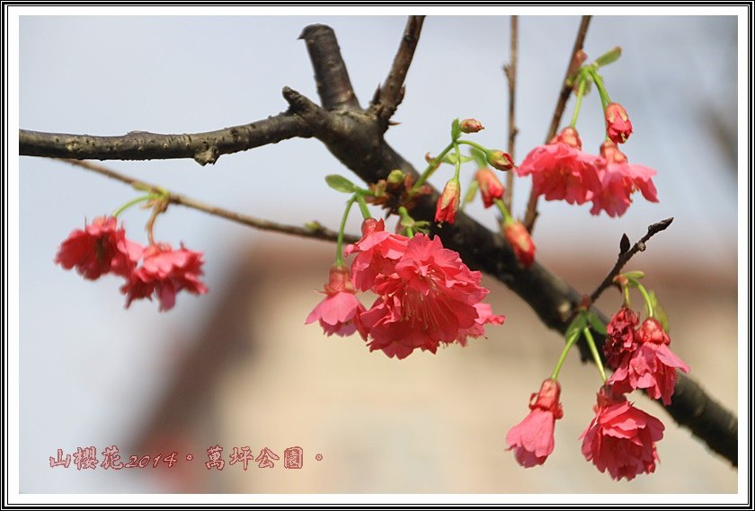 山櫻花04