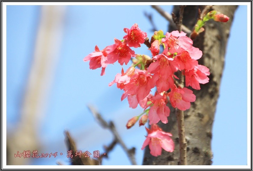 山櫻花06