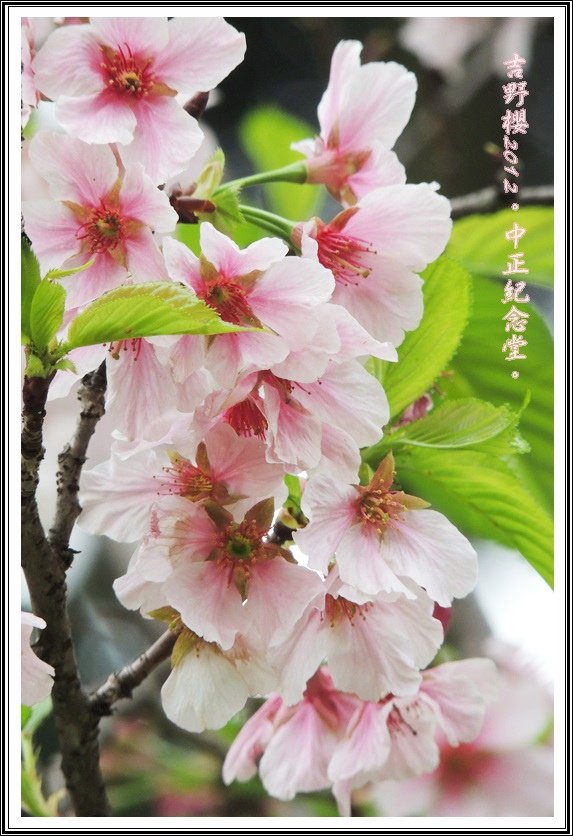 DSCN0366