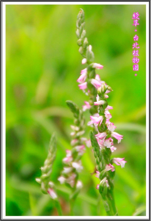 2014綬草03