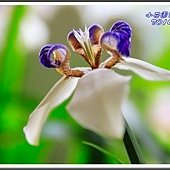 2014巴西鳶尾01
