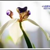 2014巴西鳶尾03