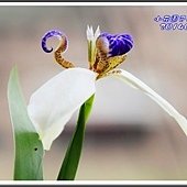 2014巴西鳶尾08
