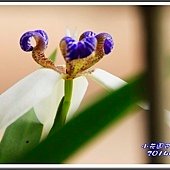 2014巴西鳶尾09