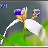 2014巴西鳶尾10