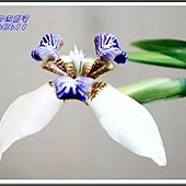 2014巴西鳶尾16