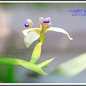 2014巴西鳶尾14
