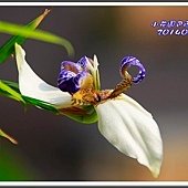 2014巴西鳶尾19