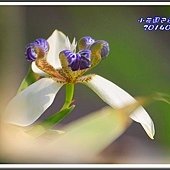 2014巴西鳶尾23