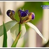 2014巴西鳶尾20