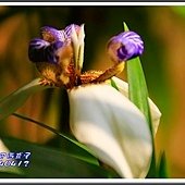 2014巴西鳶尾25