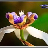 2014巴西鳶尾26
