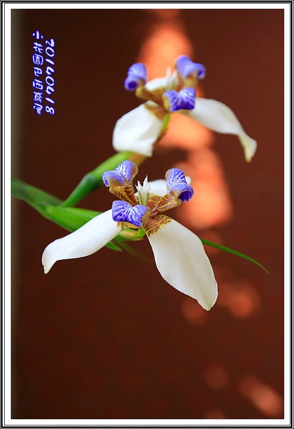 2014巴西鳶尾30