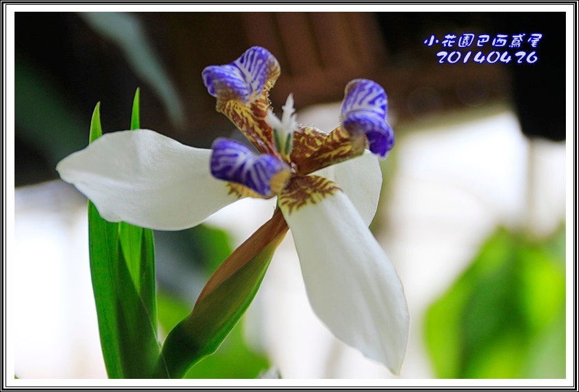 2014巴西鳶尾45