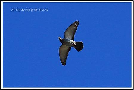 IMG_3014.JPG