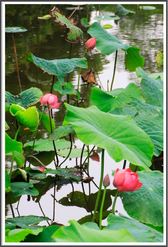 2014荷花~台北植物園01