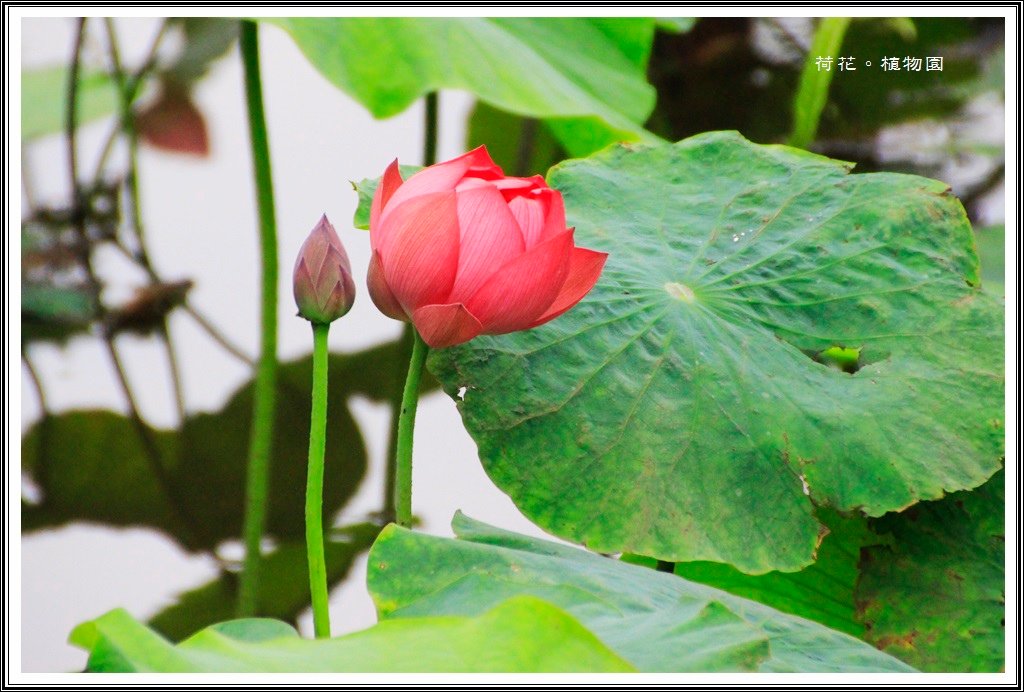 2014荷花~台北植物園02