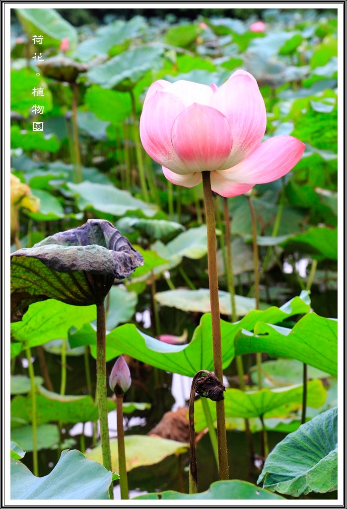 2014荷花~台北植物園04