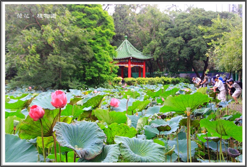 2014荷花~台北植物園06