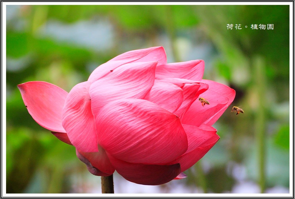 2014荷花~台北植物園09
