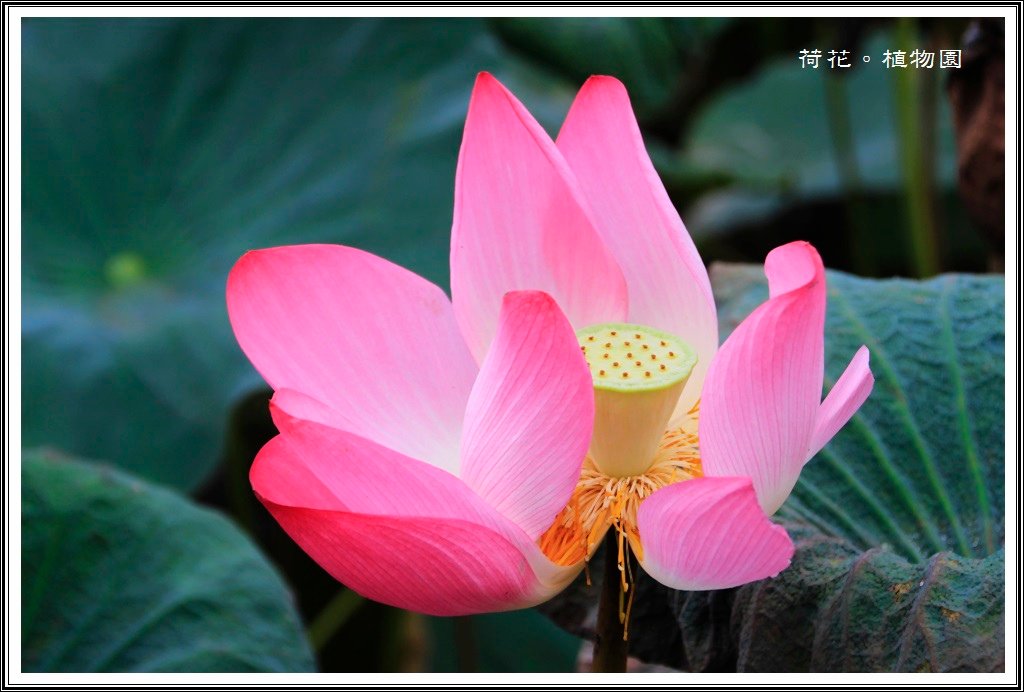2014荷花~台北植物園13
